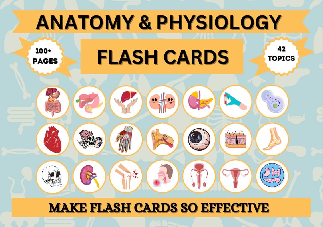 Anatomy & Physiology Flashcards